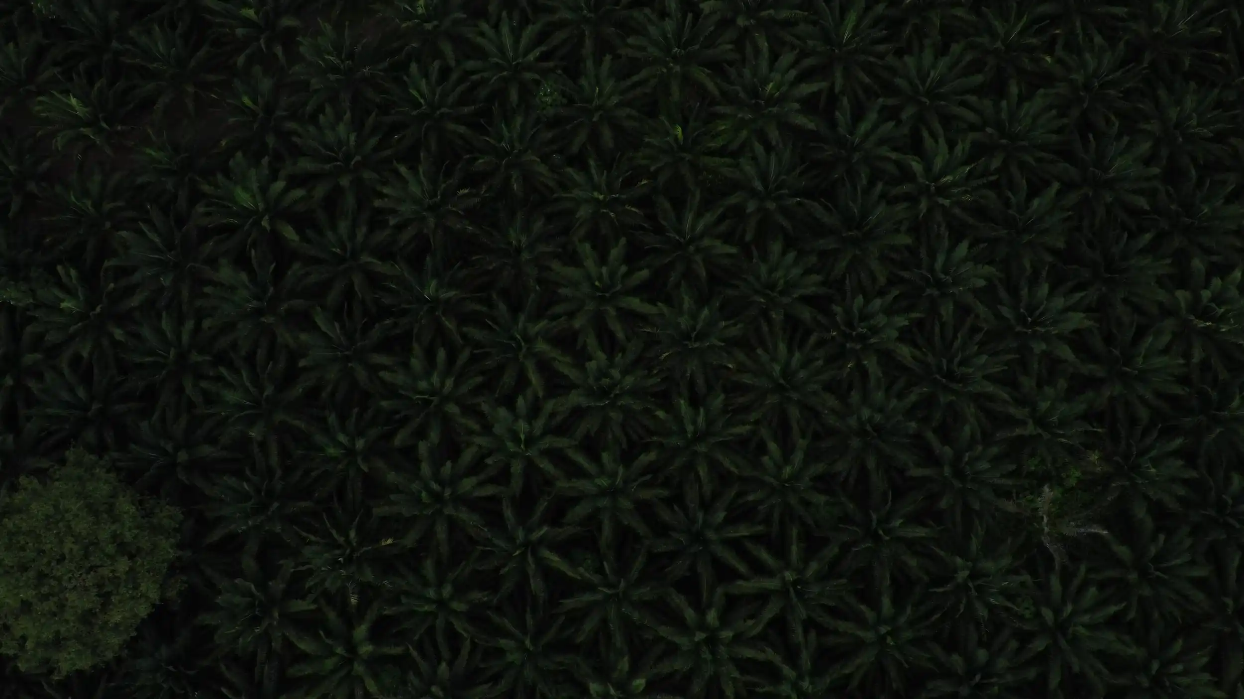 Grupo empresarial San José - Extraceite